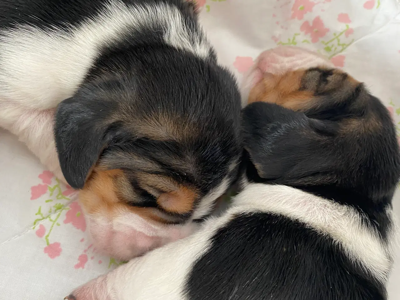 Billede 4 - Basset Hound hvalpe