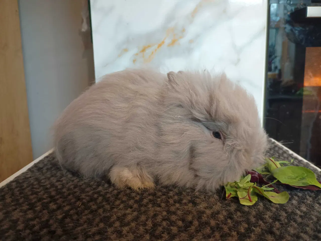 Billede 7 - Ren Racet Teddy (dværg angora kanin) dreng