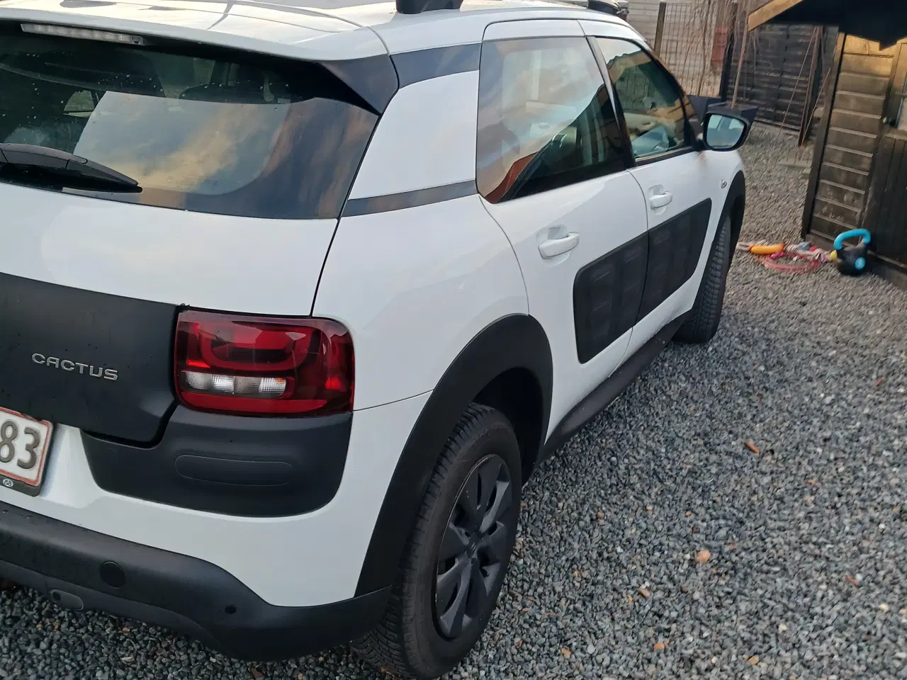 Billede 2 - Fin cactus 