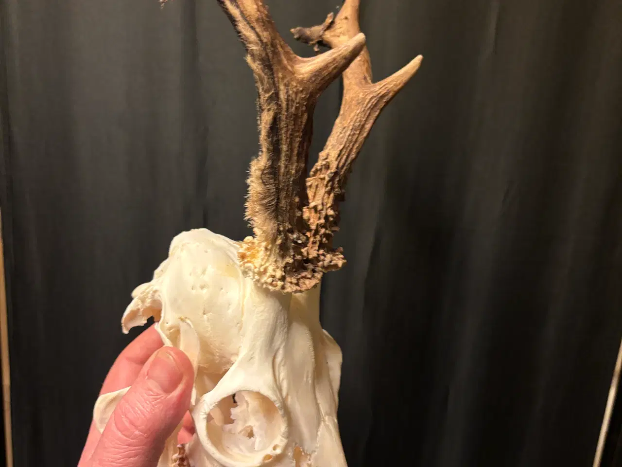 Billede 1 - Råbuk opsat gevir