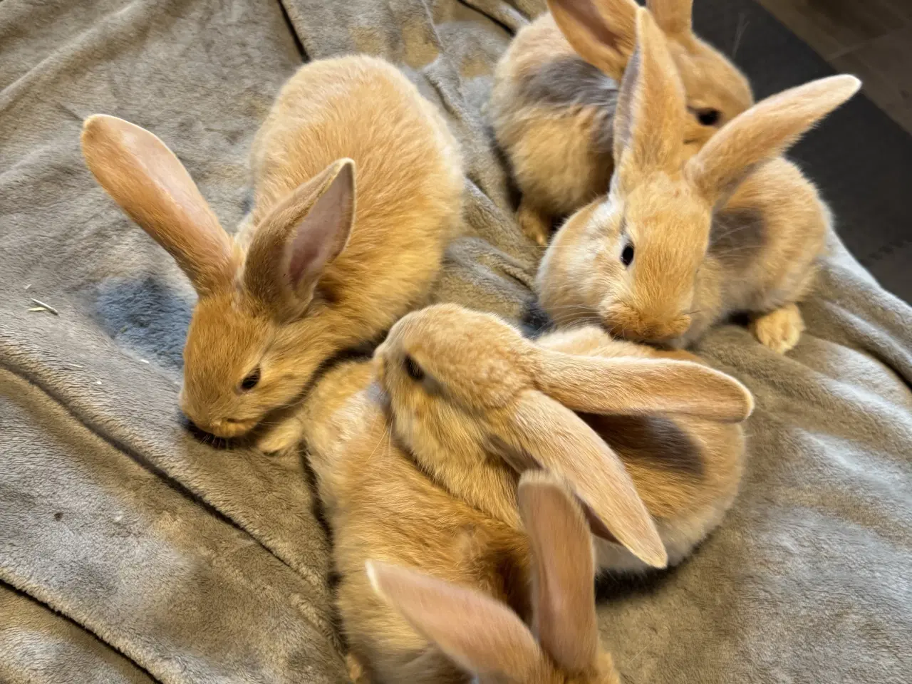 Billede 1 - Rene gule belgisk kæmpe kanin unger