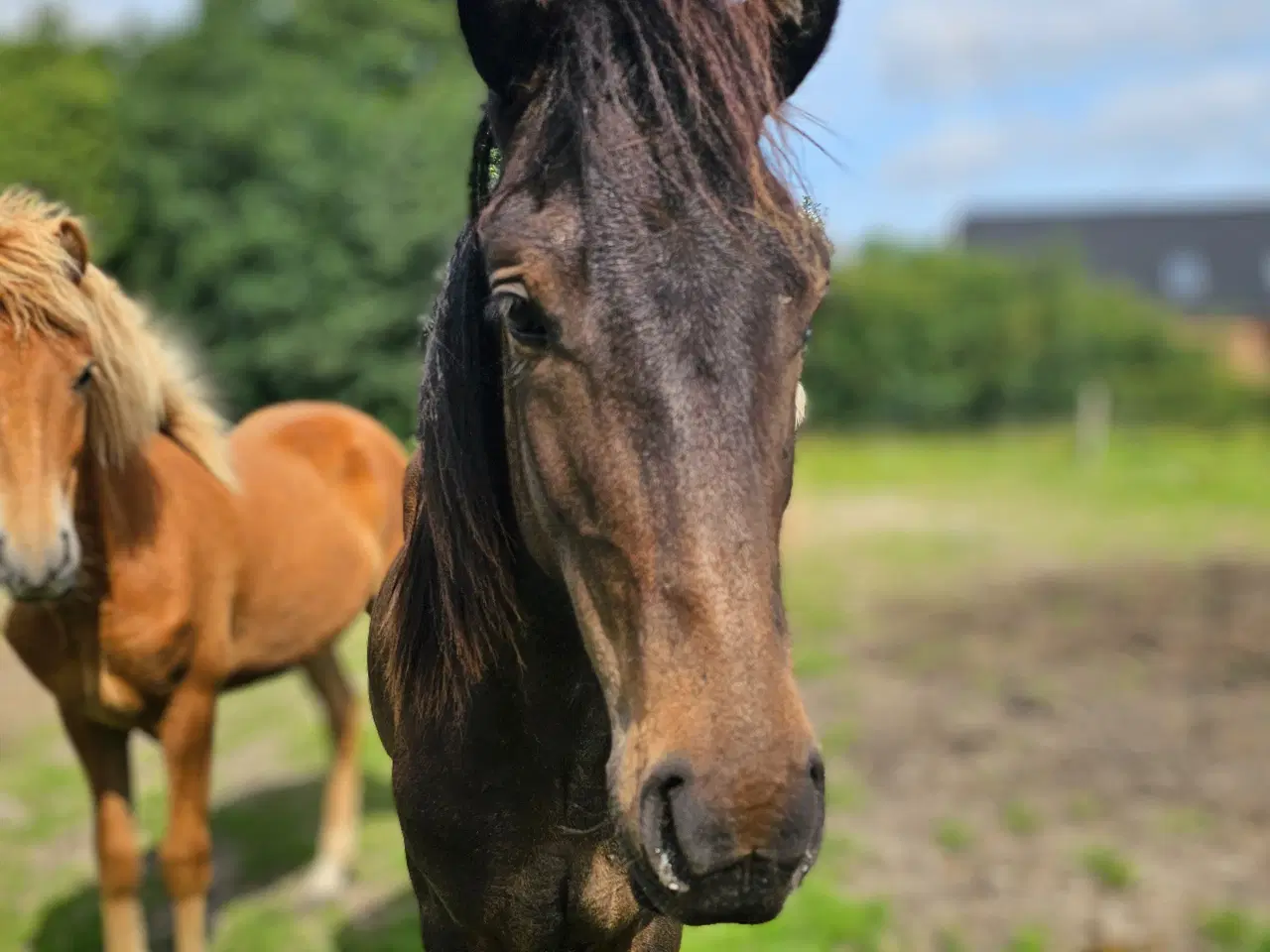 Billede 18 - Avl - Stævne eller Luksus ridehest <3