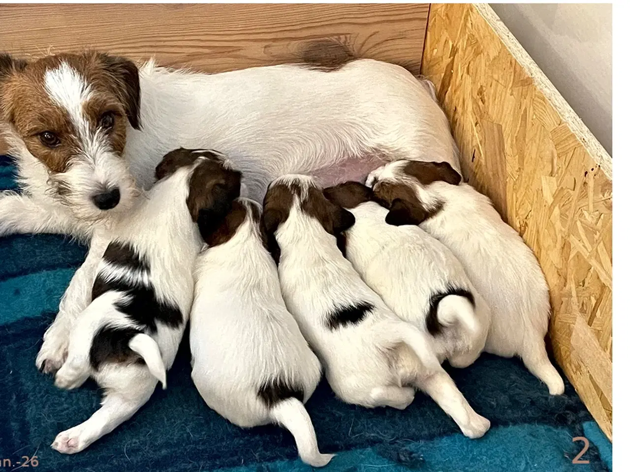 Billede 5 - Jack Russel Terrier hvalpe m. stamtavle