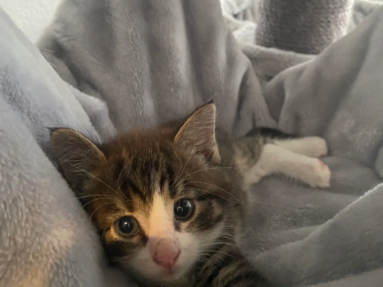 Billede 3 - Dejlige flaskekillinger