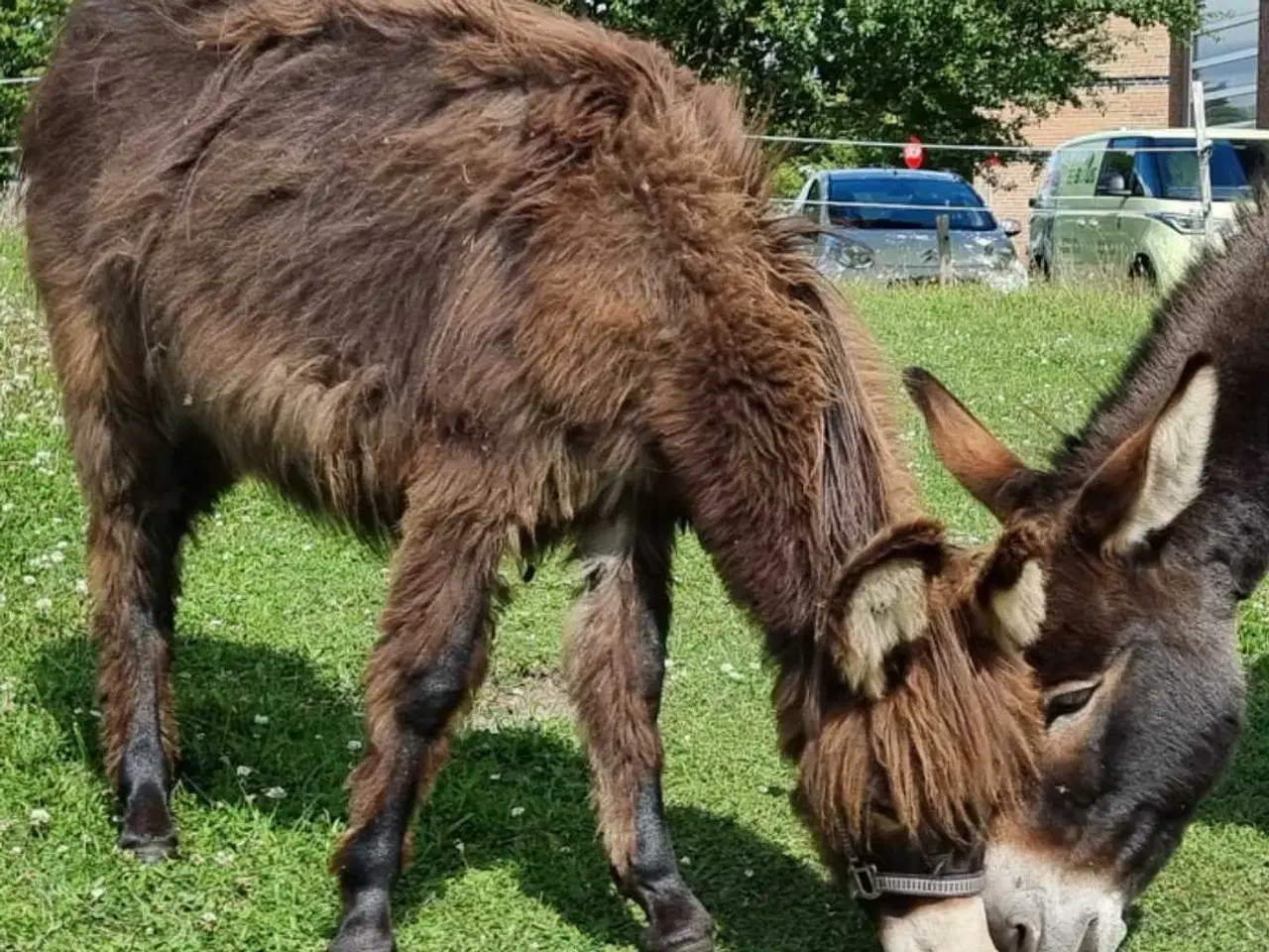 Billede 2 - Æsel plag-hoppe