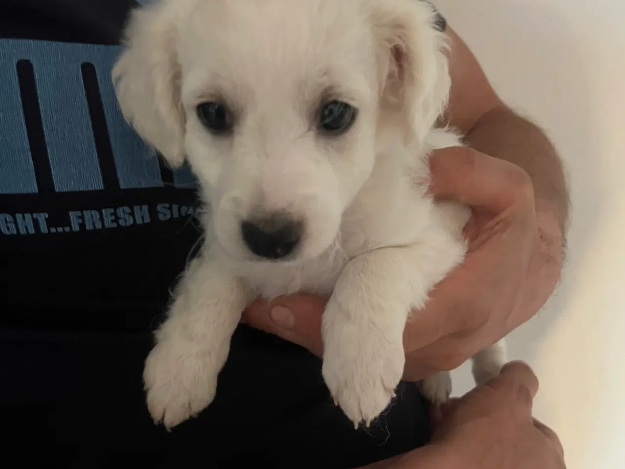 Billede 8 - Malteser/ Bichon hvalpe 