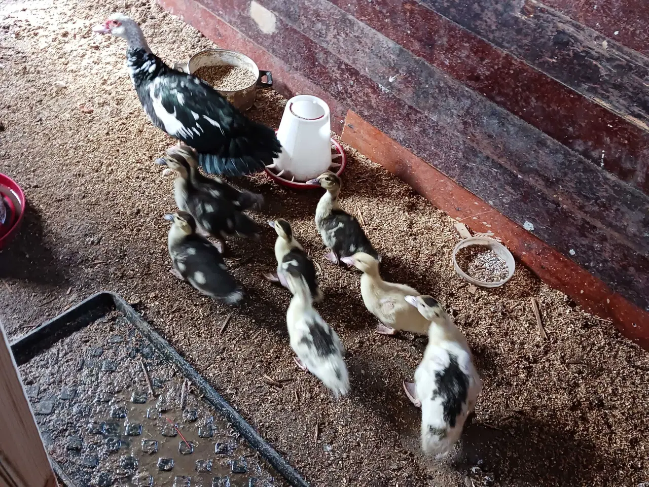 Billede 3 - Moskusællinger 8 stk