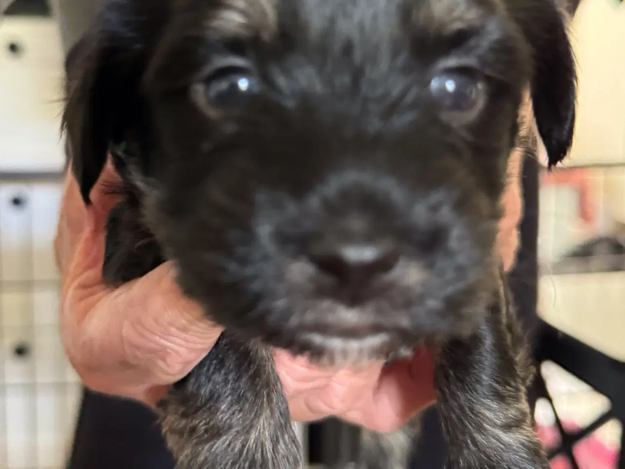 Billede 5 - Bichon Havanais hvalpe sælges. 4 uger