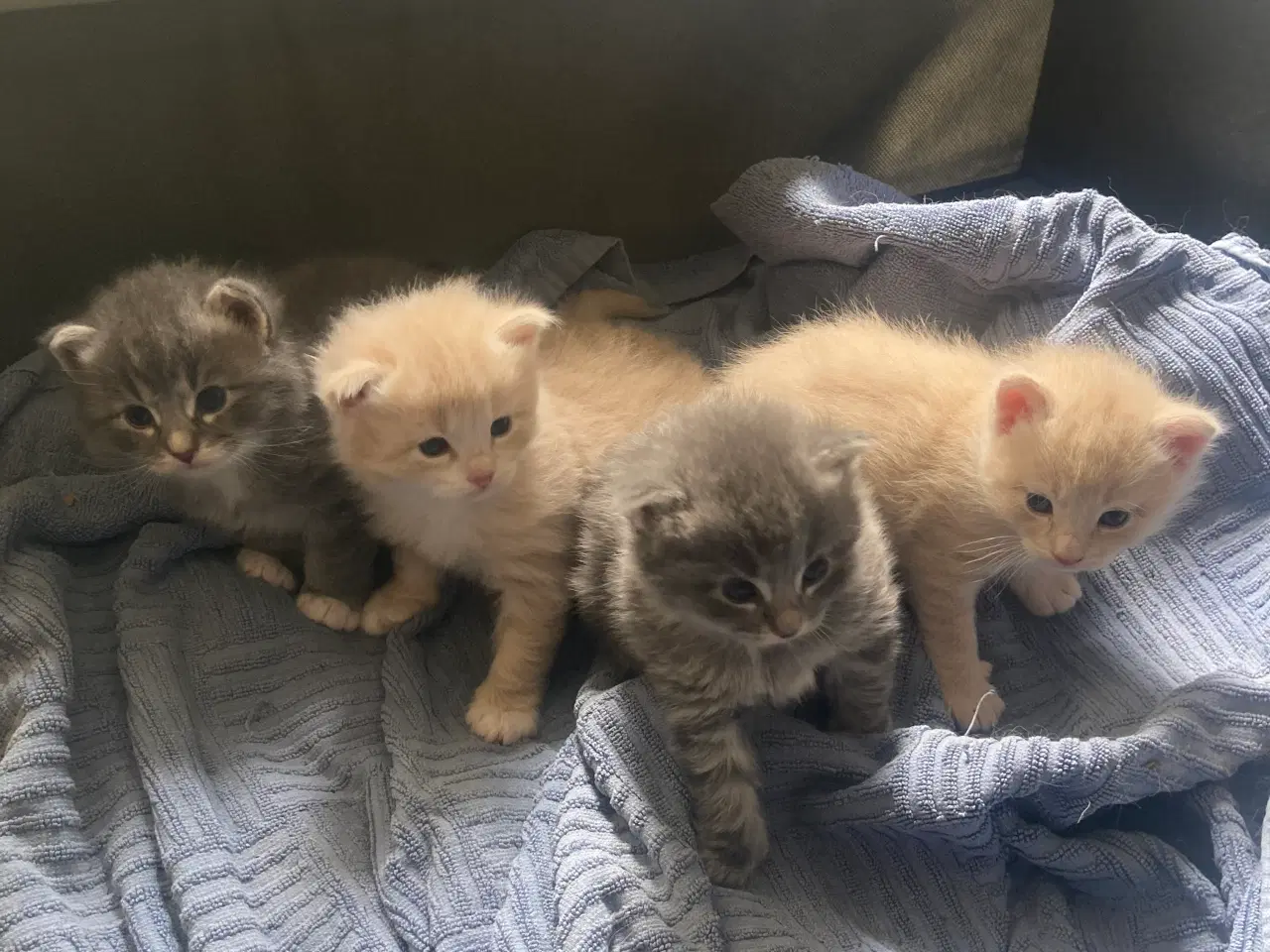Billede 3 - Maincoon/Ragdoll/BS