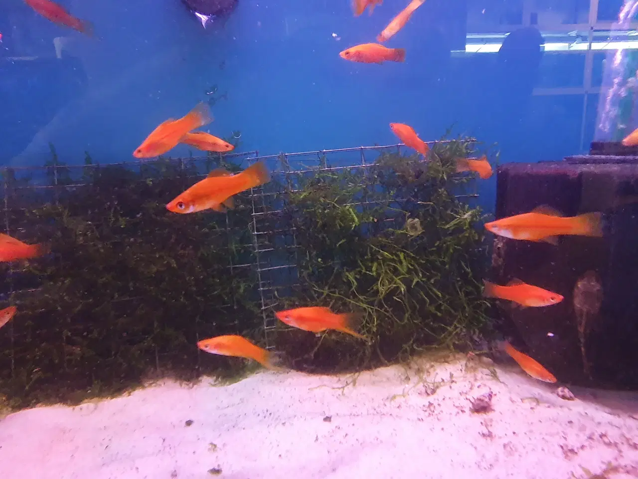 Billede 2 - Røde Sværddragere