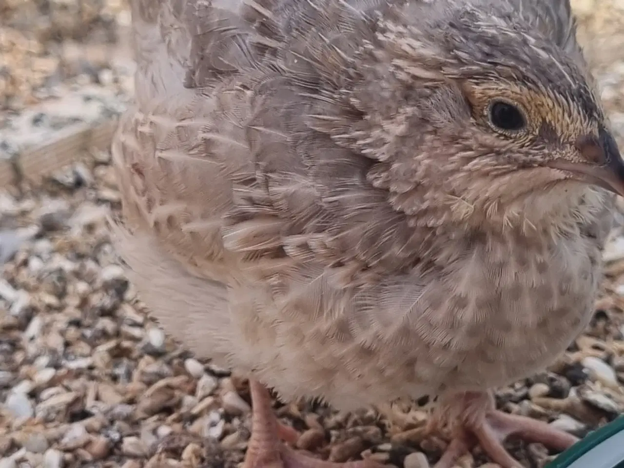 Billede 2 - Jumbo Vagtler