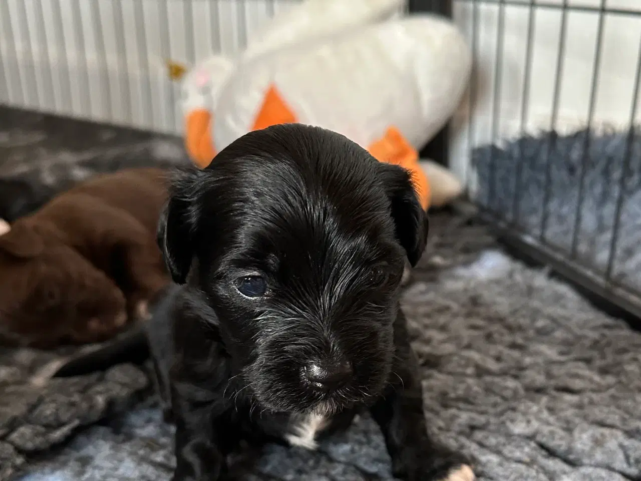 Billede 3 - Bichon Havanais hvalpe
