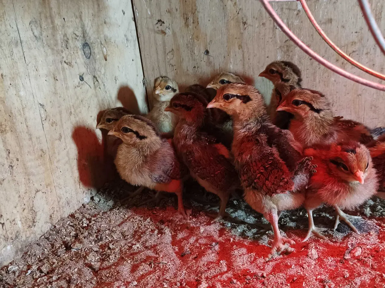 Billede 3 - Danske landhønse kyllinger 