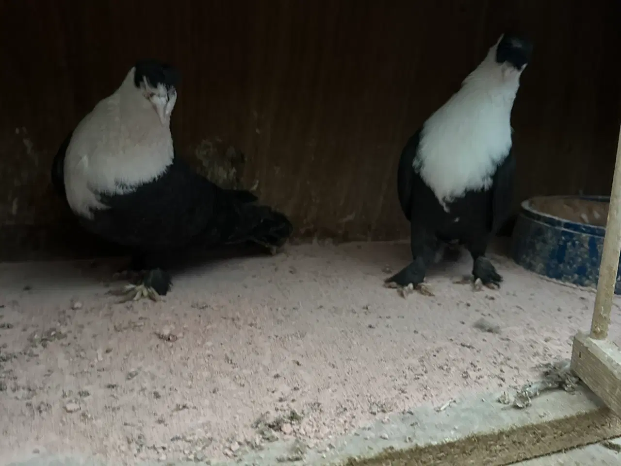 Billede 18 - Mange forskellige Arbisk race due