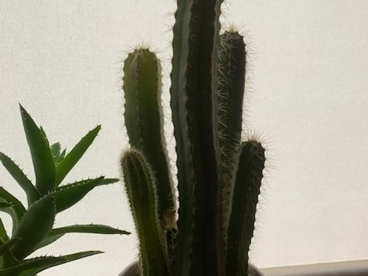 Billede 4 - 3 stk høje kaktusser inkl. hvide urtepotteskjulere