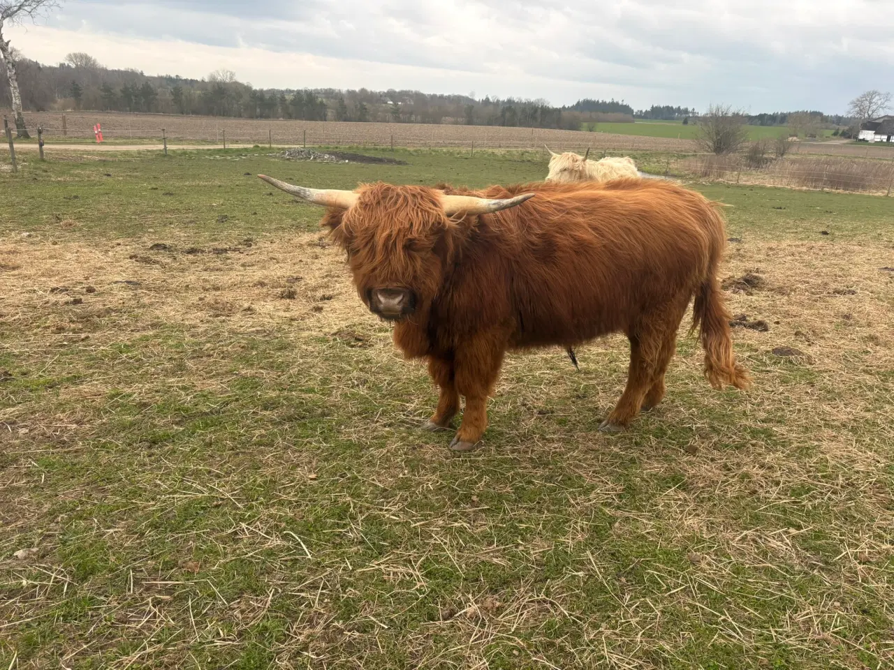 Billede 1 - Skotsk Højlandstyr