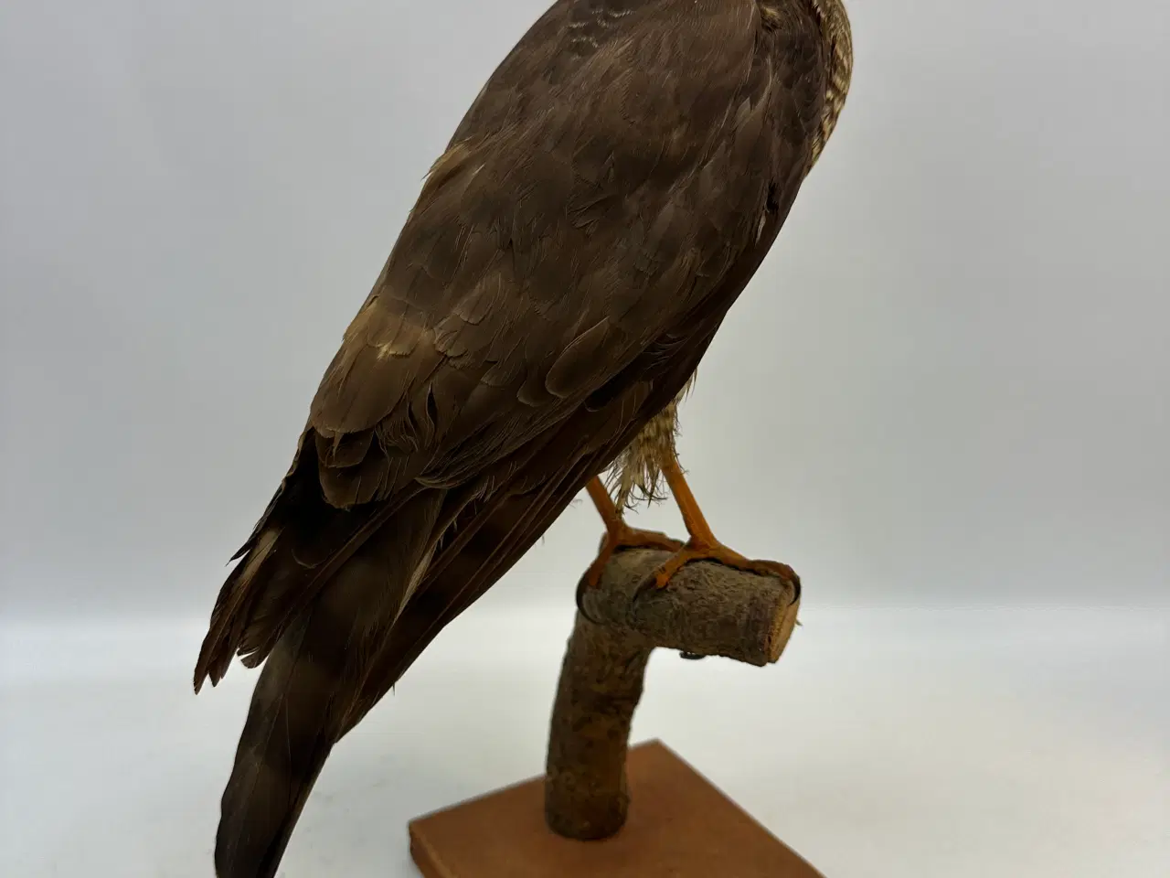 Billede 6 - Udstoppet Spurvehøg