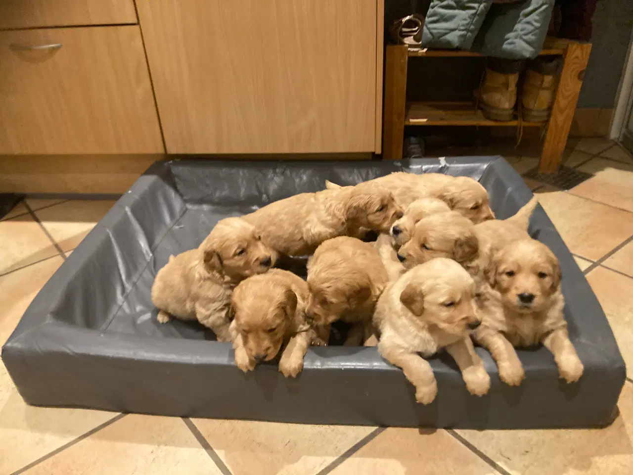 Billede 10 - Golden Retriever hvalpe