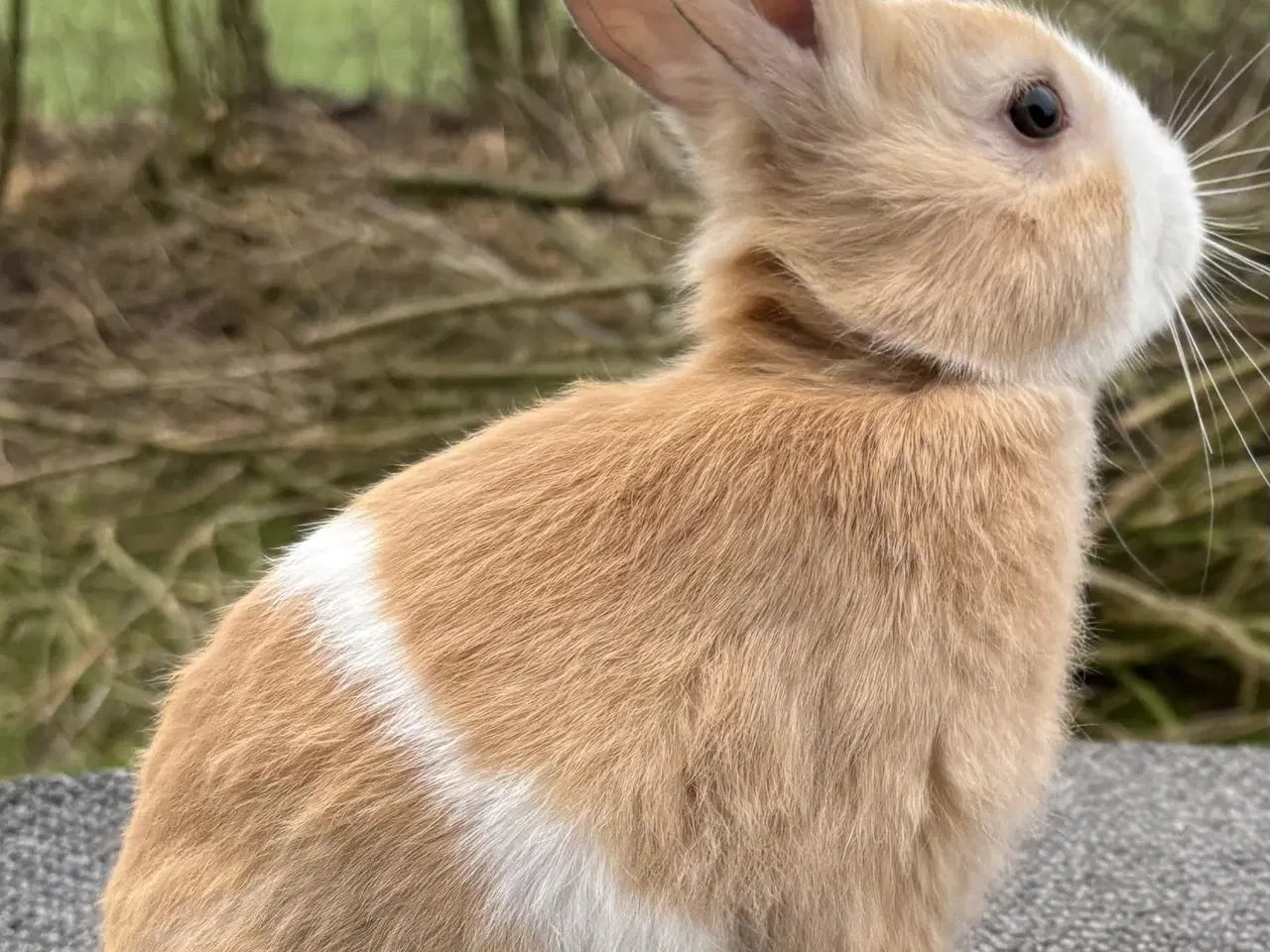 Billede 11 - HOLLÆNDER HAN MADAGASCAR