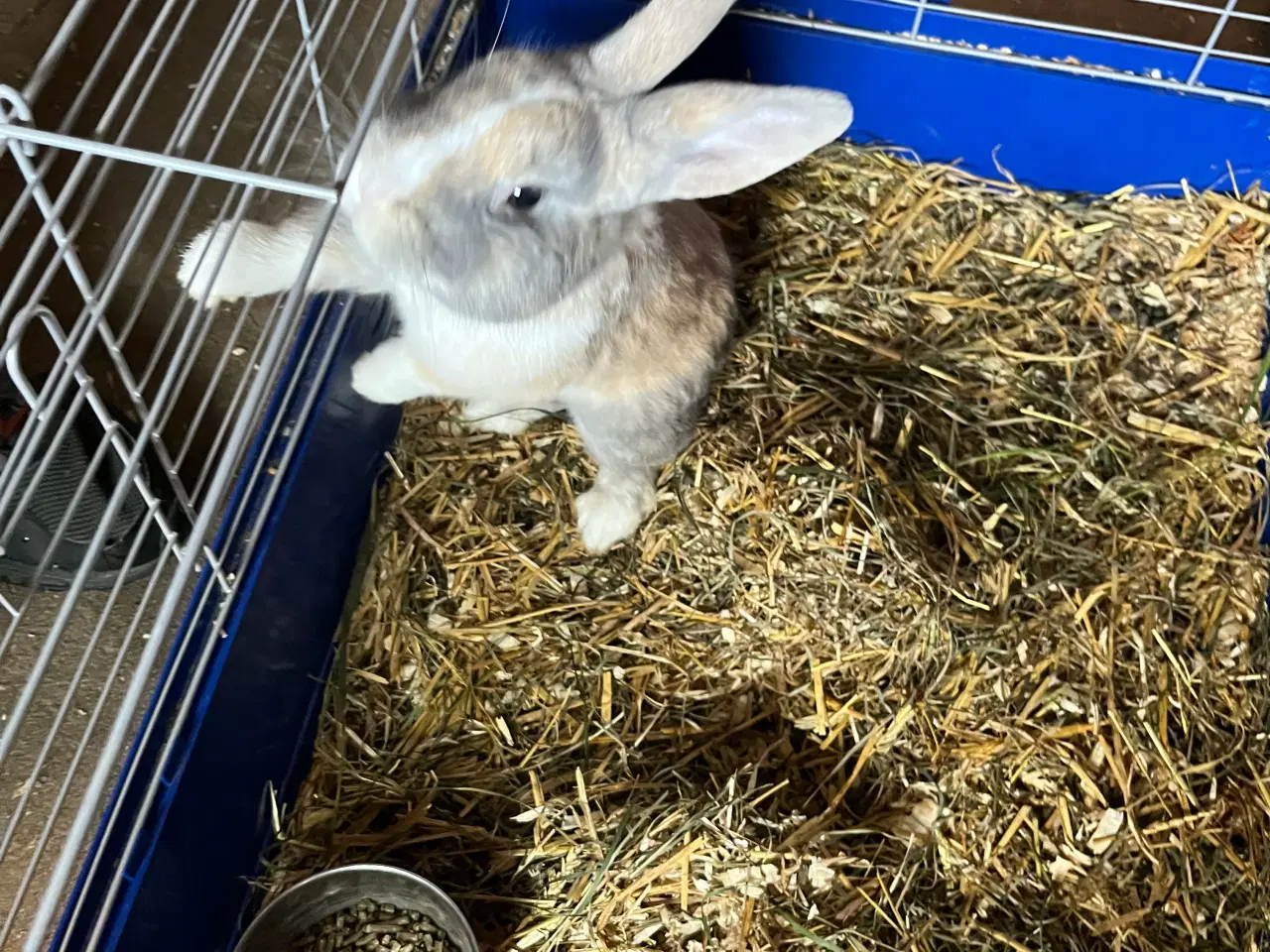 Billede 3 - Kanine han fra Jan. 
