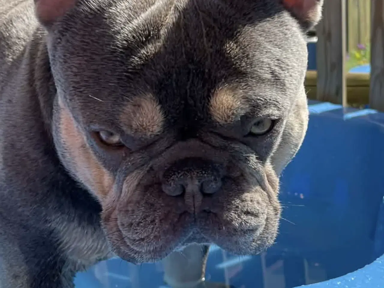 Billede 4 - Fransk bulldog hvalpe på vej 🐶