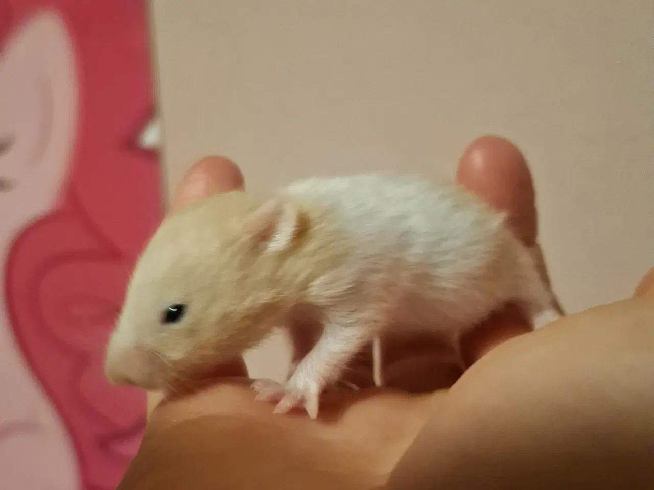 Billede 4 - De skønneste guldhamster unger til salg ❤️