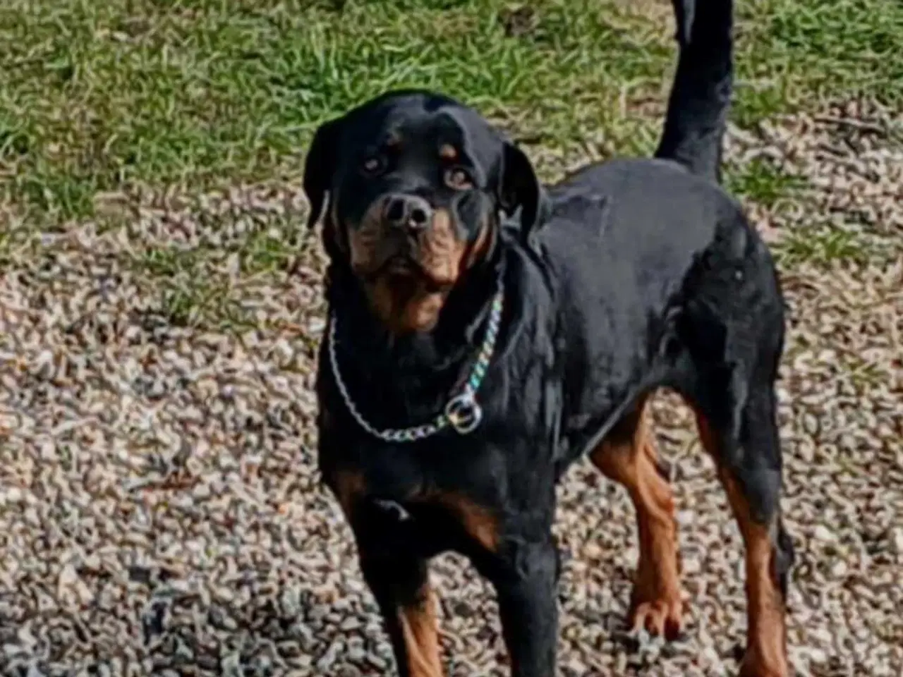 Billede 2 - Sød Rottweiler tæve