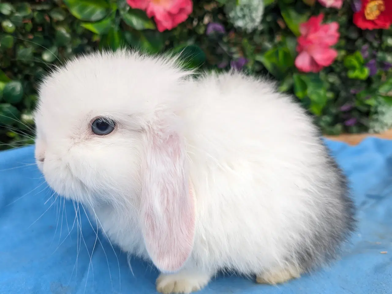 Billede 8 - Minilop kaninunge sælges 