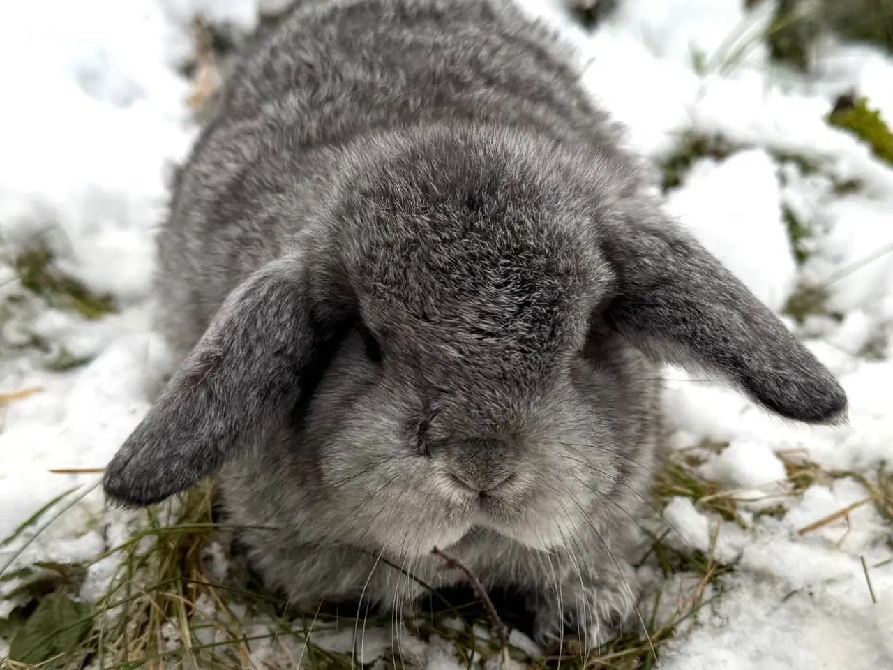 Billede 3 - Dværgvædder unger sælges 