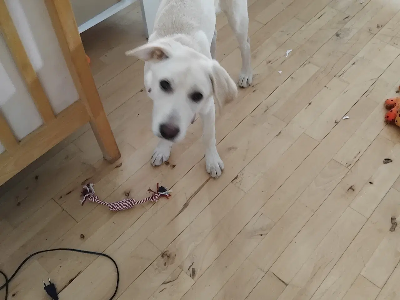 Billede 1 - Hund Sif på 6 måneder