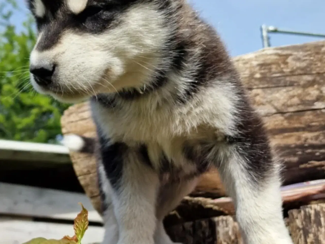 Billede 3 - Alaskan Malamute hvalpe til salg –smukke og sunde!