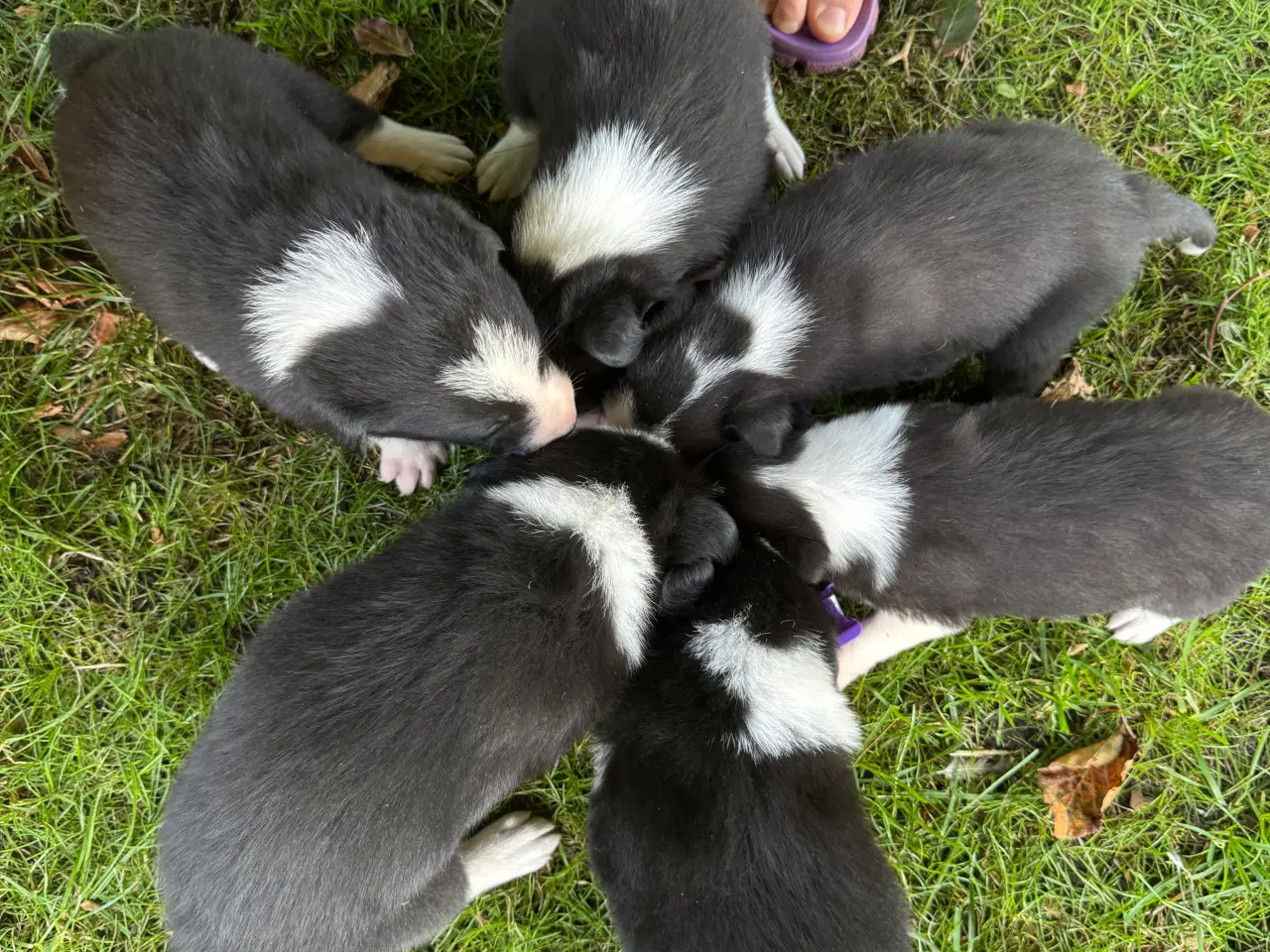 Billede 5 - Border Collie hvalpe