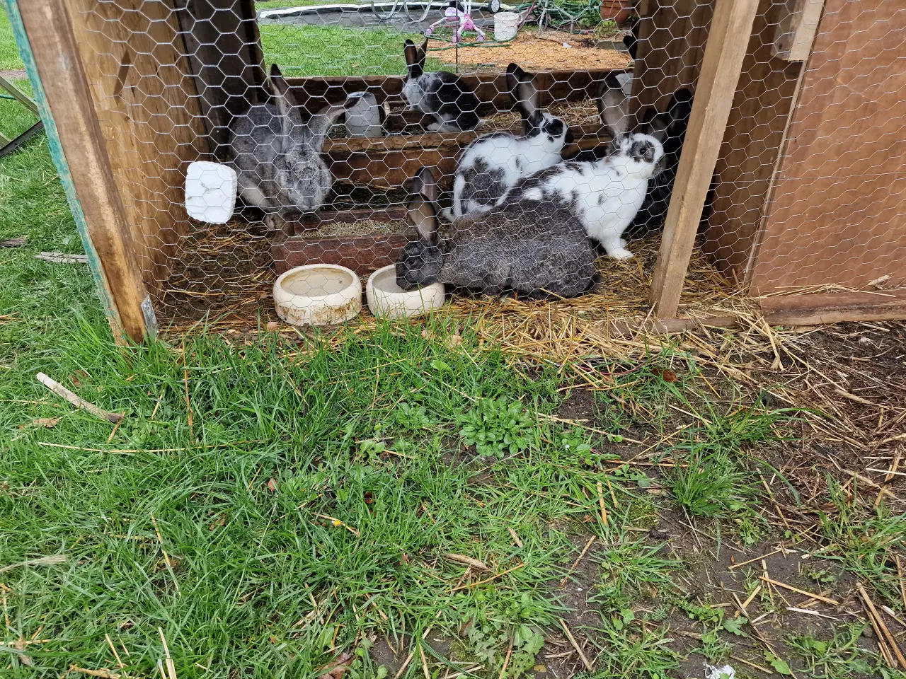 Billede 1 - 9 kanin unger 14 uger. 