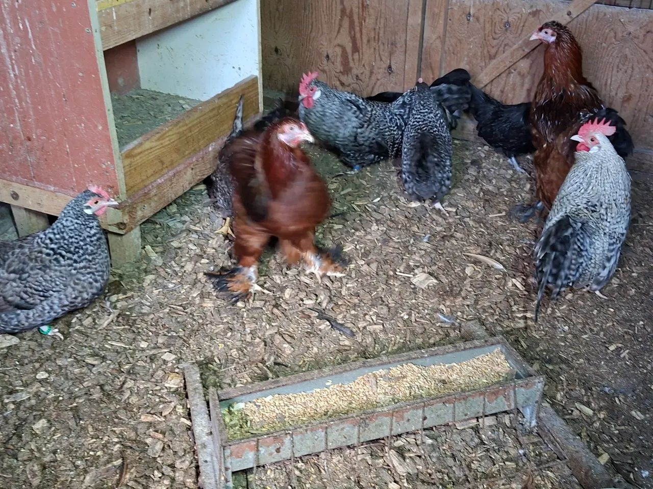 Billede 4 - Høns