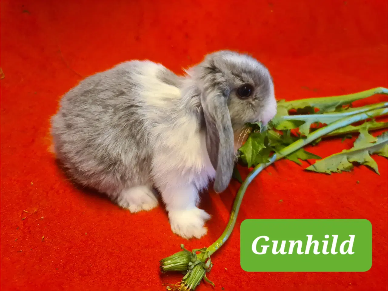 Billede 15 - Mini Lop Kaninunger 