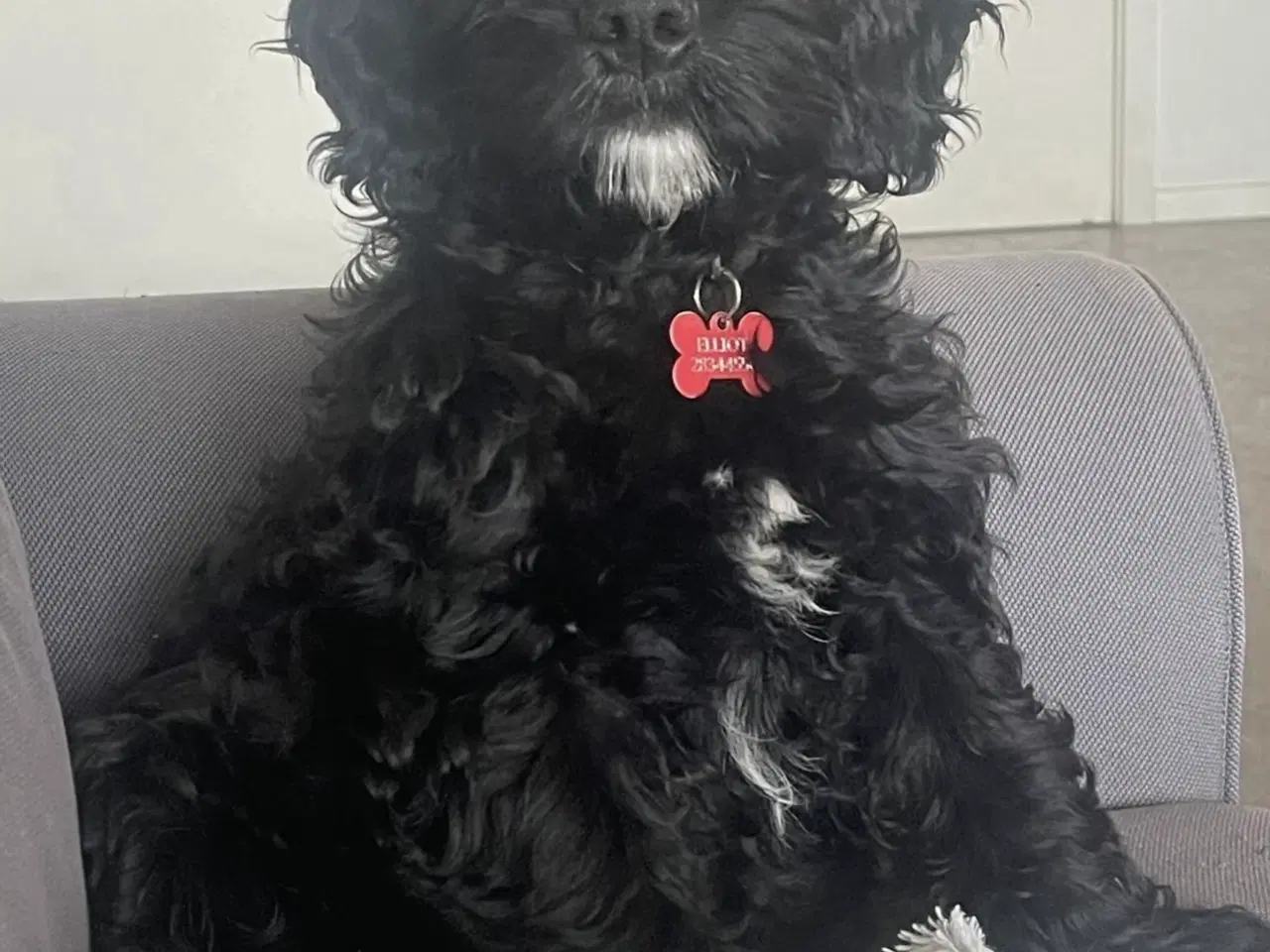 Billede 2 - Hund søger nyt blivende hjem 