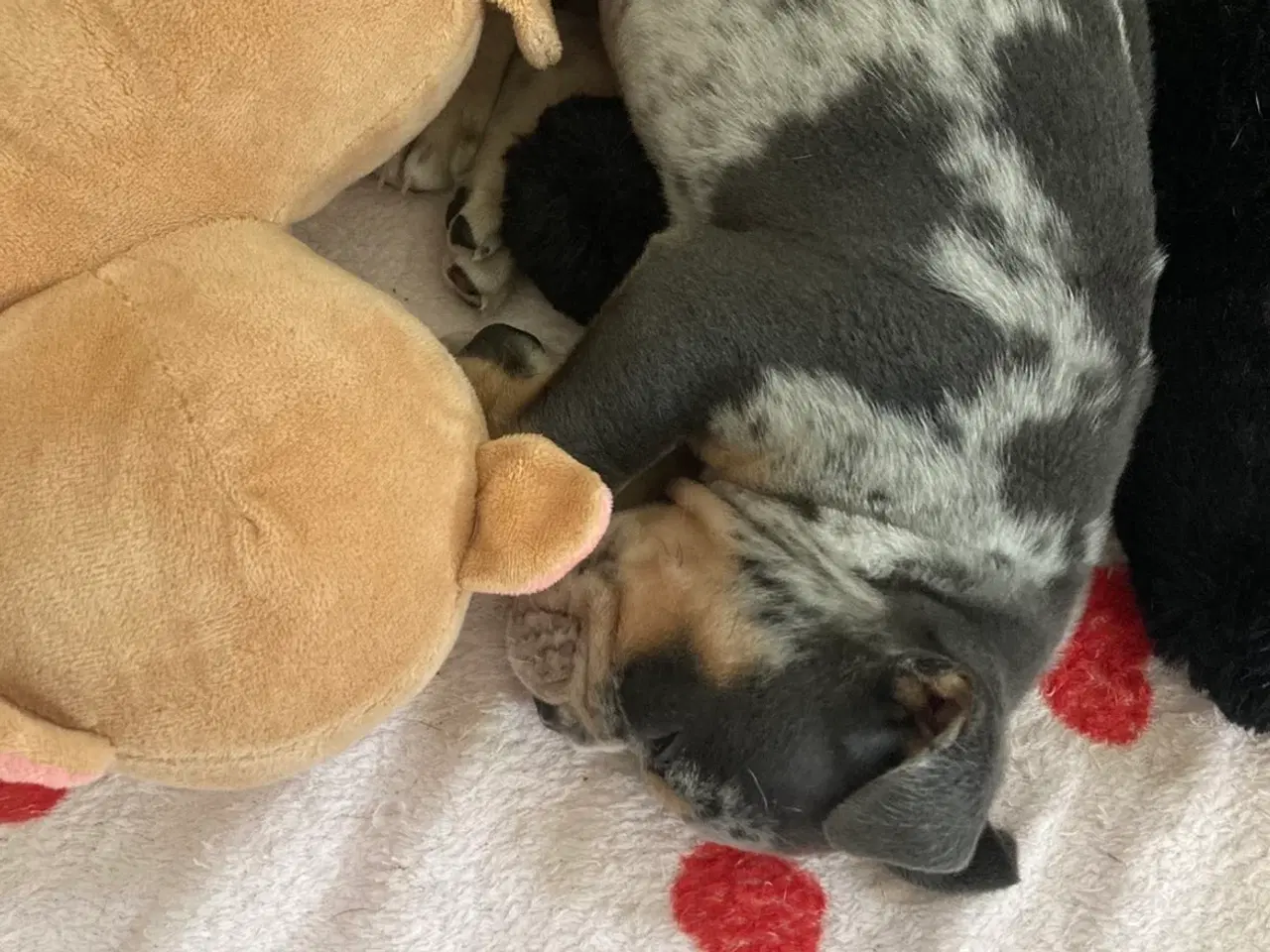 Billede 2 - OEB hvalp Merle med blå øjne 