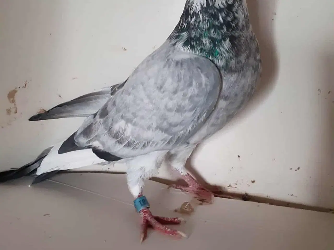 Billede 5 - 4 stk brevduer hanner 200 kr pr stk