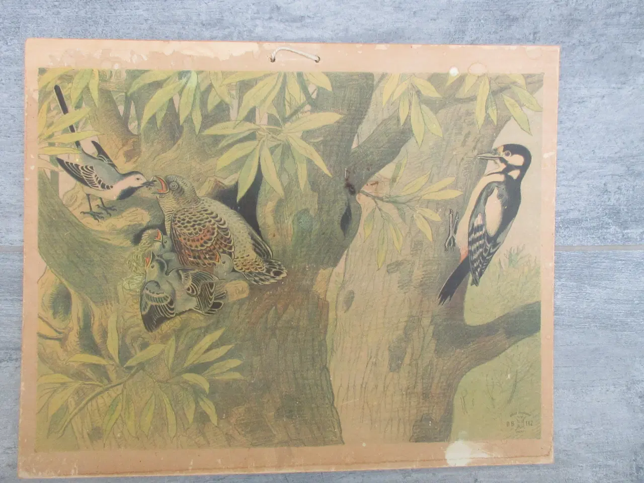 Billede 6 - Gamle anskuelighedstavler / anskuelsestavler 