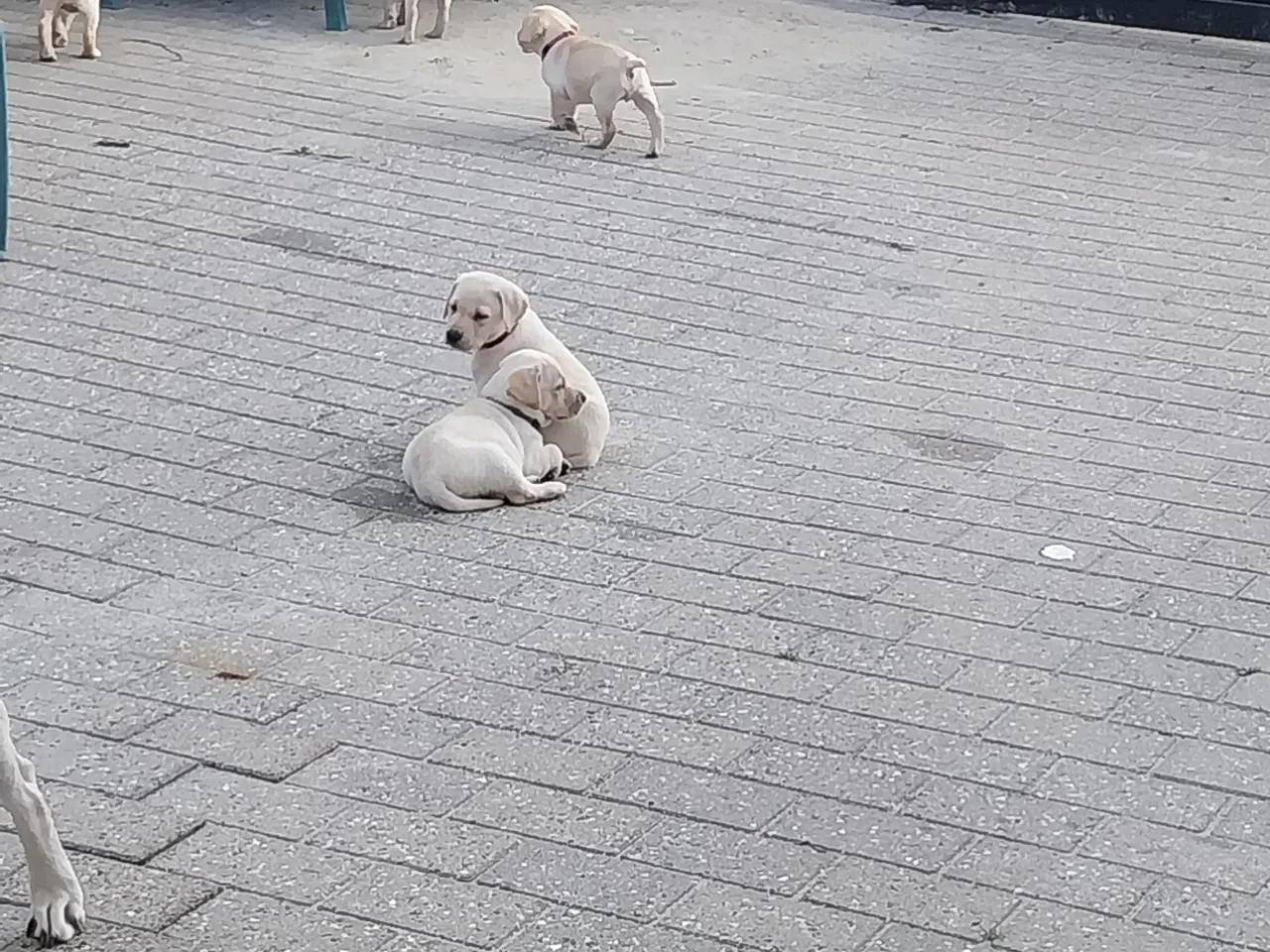 Billede 10 - Gule labrador  hvalpe hanner