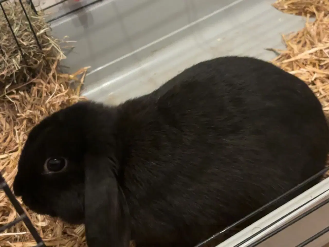 Billede 2 - Mini loop kanin (inkl bur) 