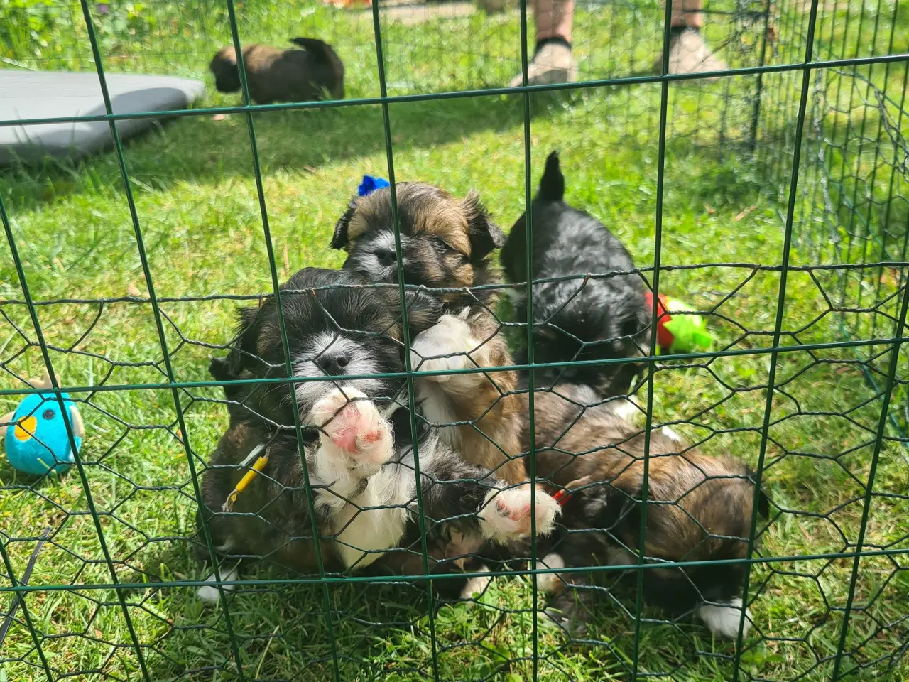 Billede 10 - ægte Lhasa Apso hvalpe 