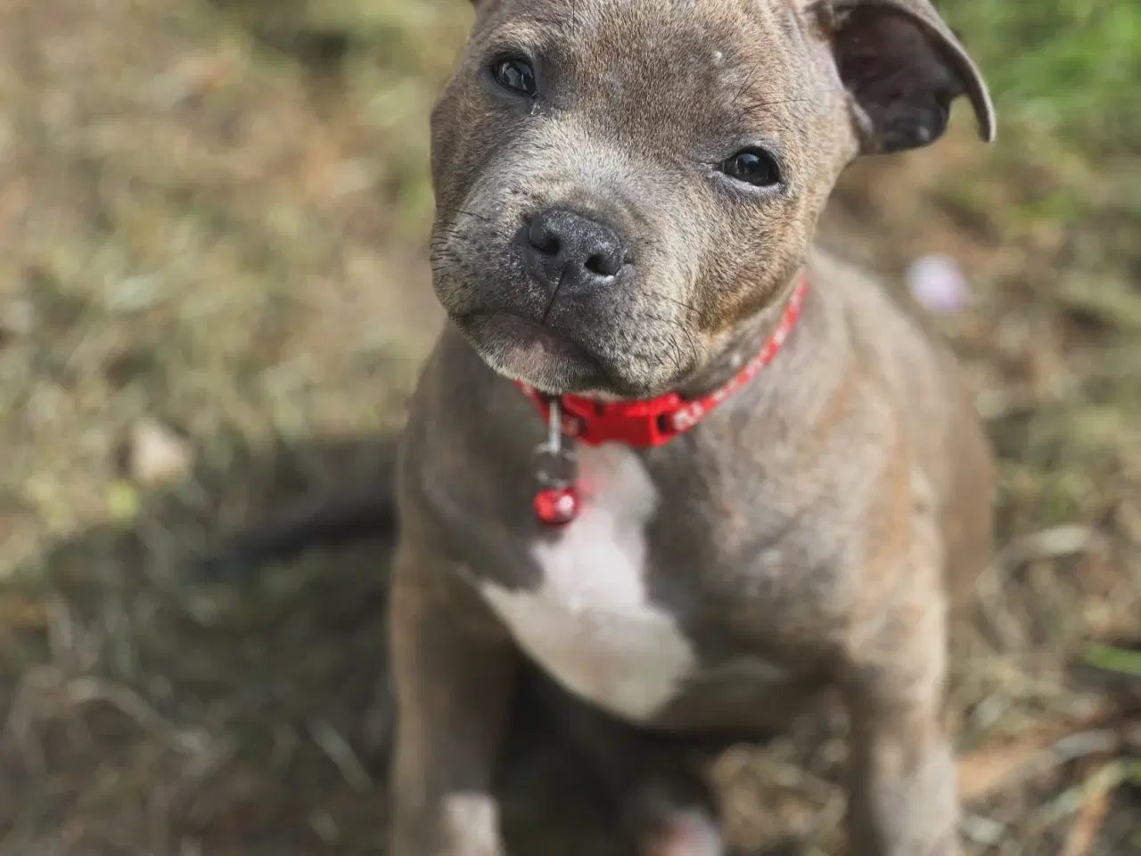 Billede 5 - Staffordshire Bull Terrier han