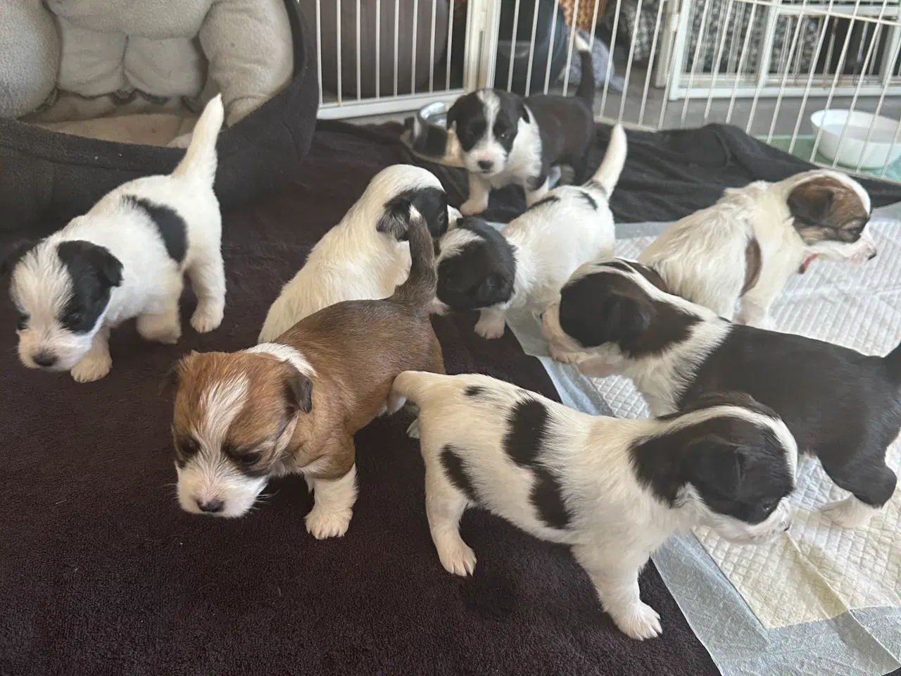 Billede 8 - Jack Russel-Bichon Havanais hvalpe