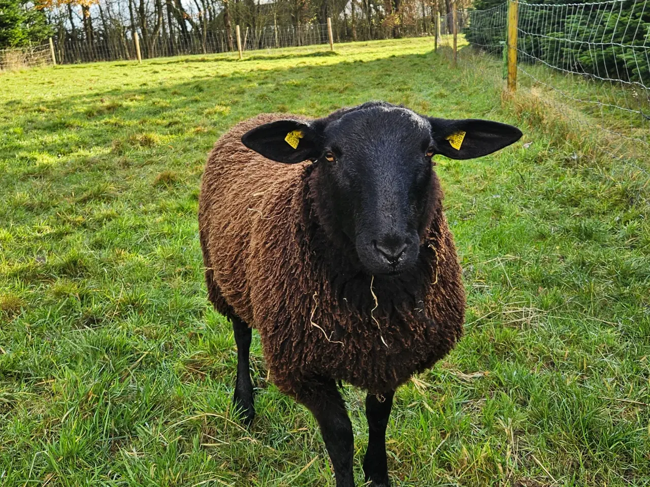 Billede 1 - Såne vædder