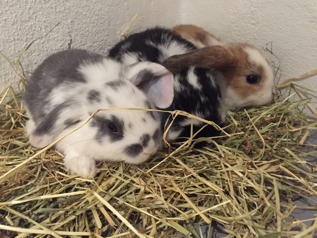 Billede 6 - Minilop & Dværgvædder kaninunger
