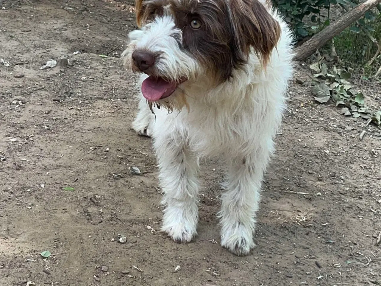 Billede 5 - Sødeste Frigge uldtot (Lagotto mix)