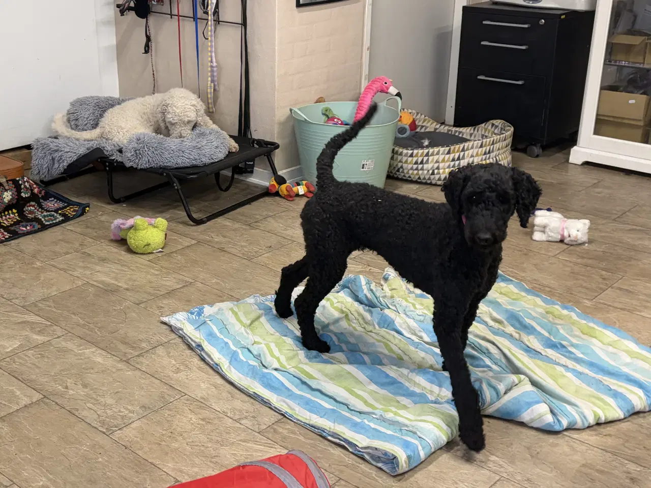 Billede 5 - 2 mellem puddel piger 