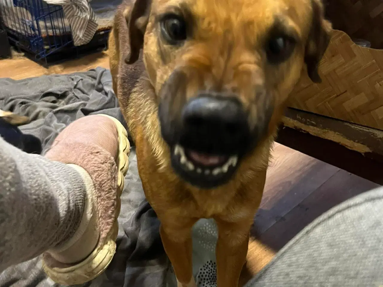 Billede 2 - Bertil med det skøre smil 🩷