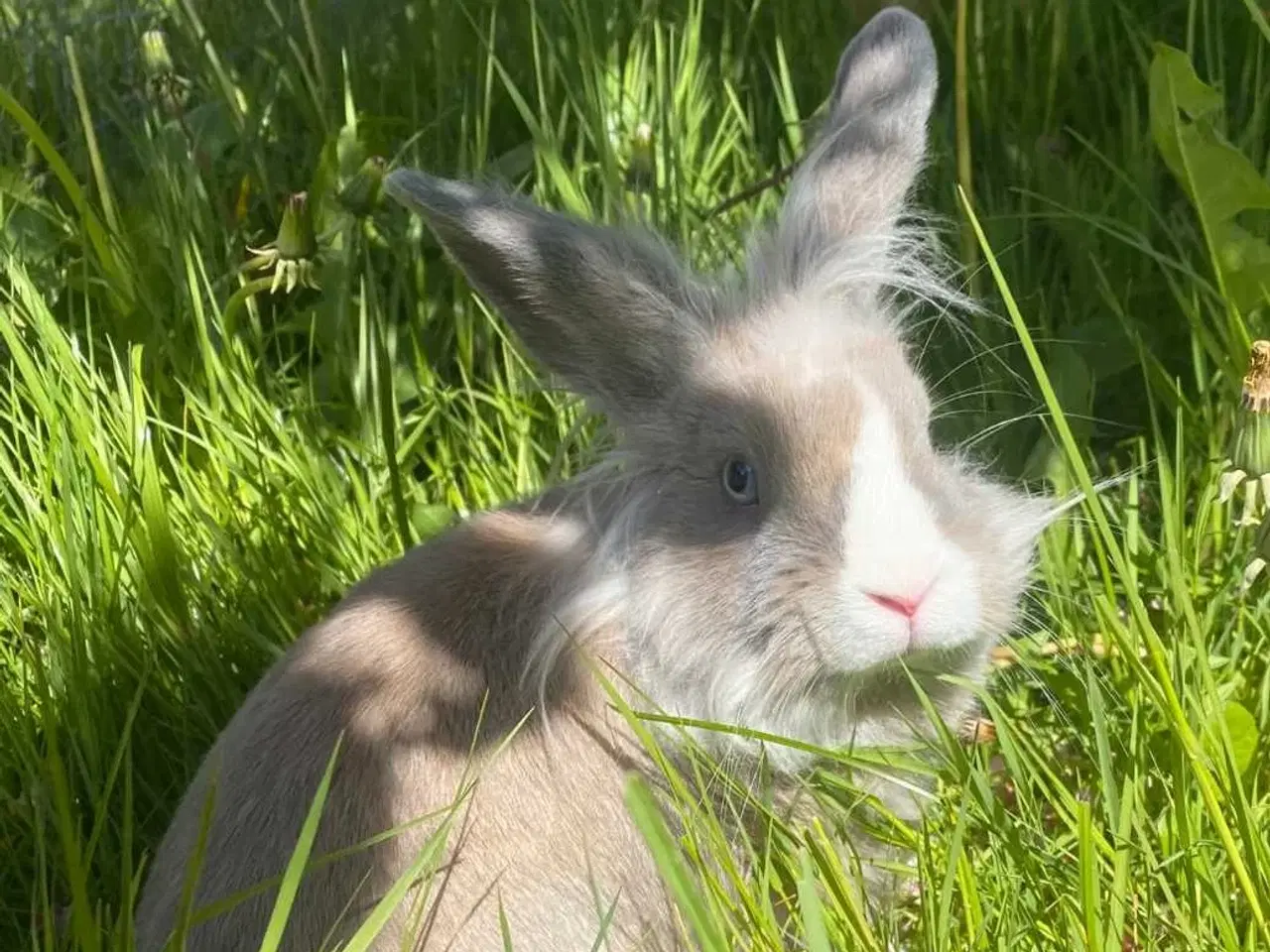 Billede 2 - Fantastiske Sofus 10 mdr.🐰